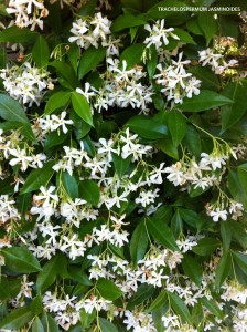 Trachelospermum jasminoides - blossom